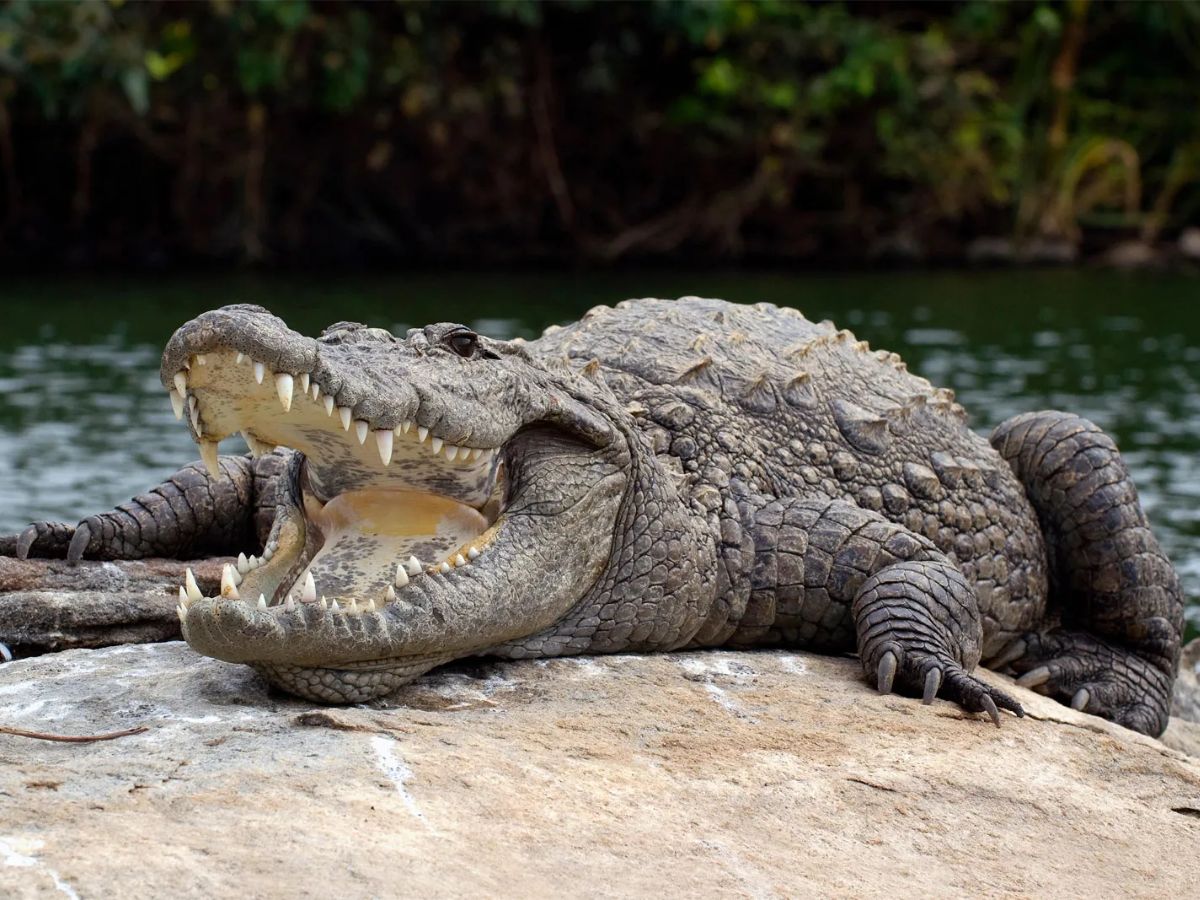 Mugger Crocodile