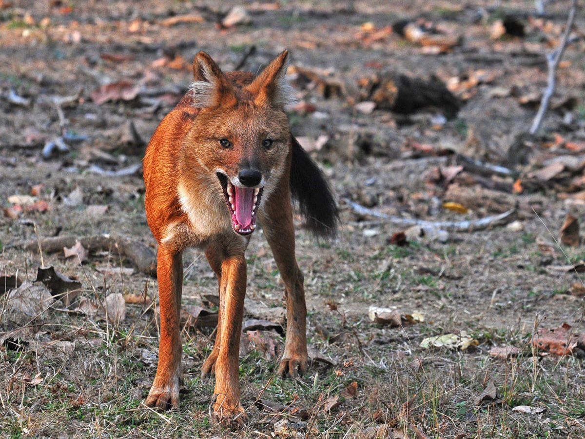 Indian Wild Dog