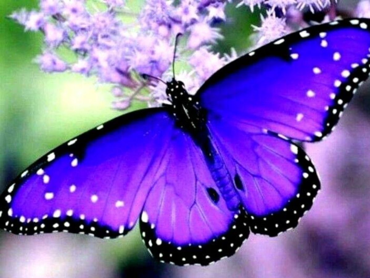 Purple Emperor butterfly