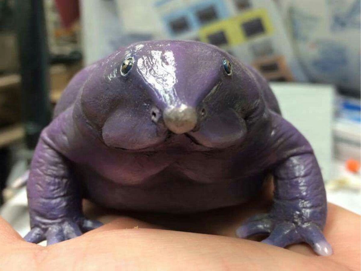 Indian Purple Frog