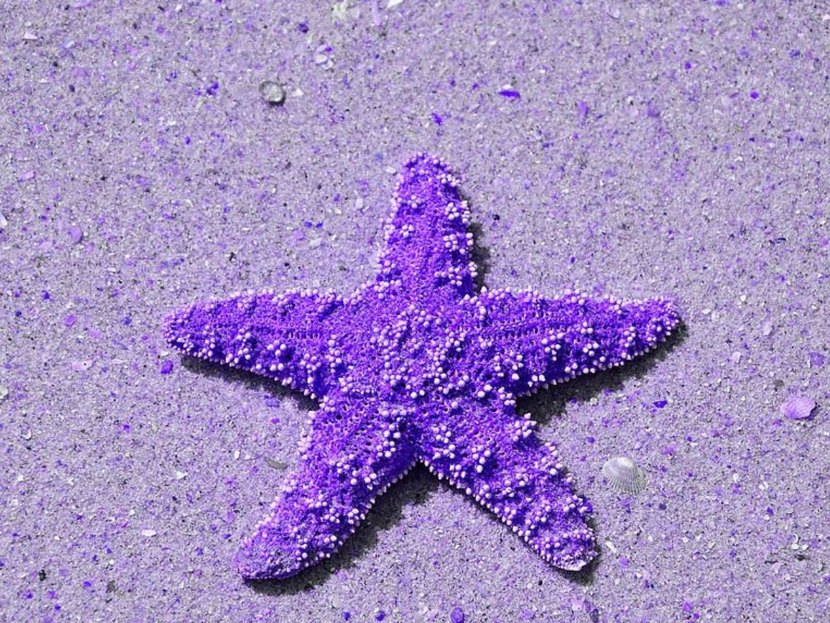 Purple Sea Star