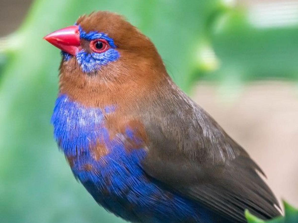 Purple Grenadier Finch