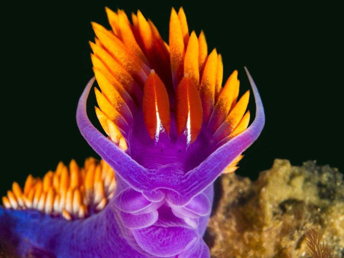 Spanish Shawl Nudibranch