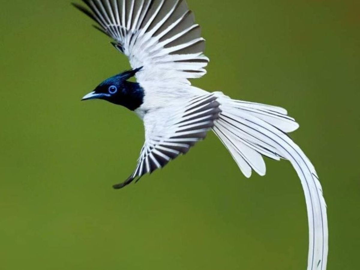 Indian Paradise Flycatcher