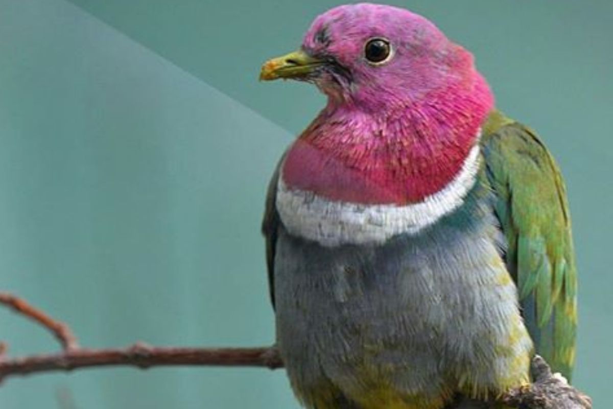 Pink-headed Fruit Dove