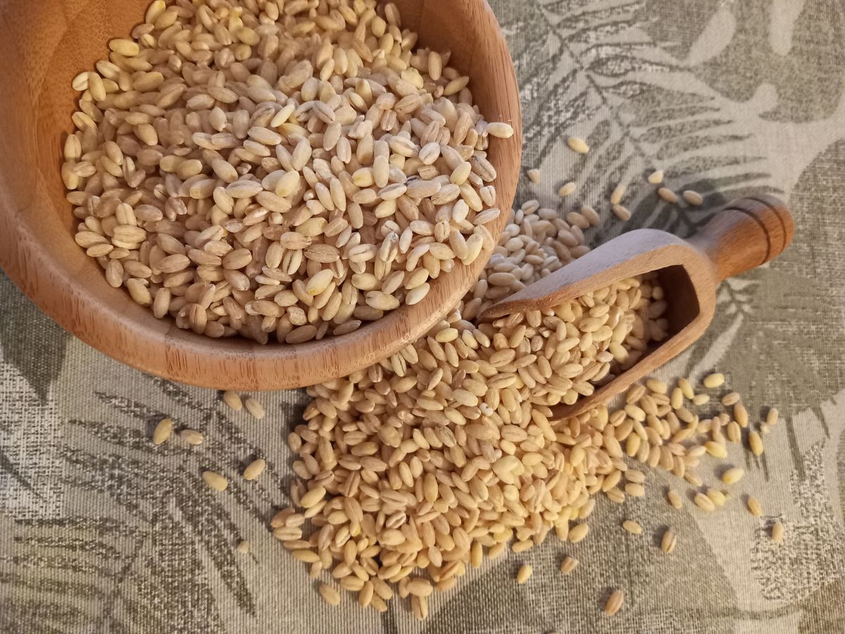 Barley: The Ancient Grain