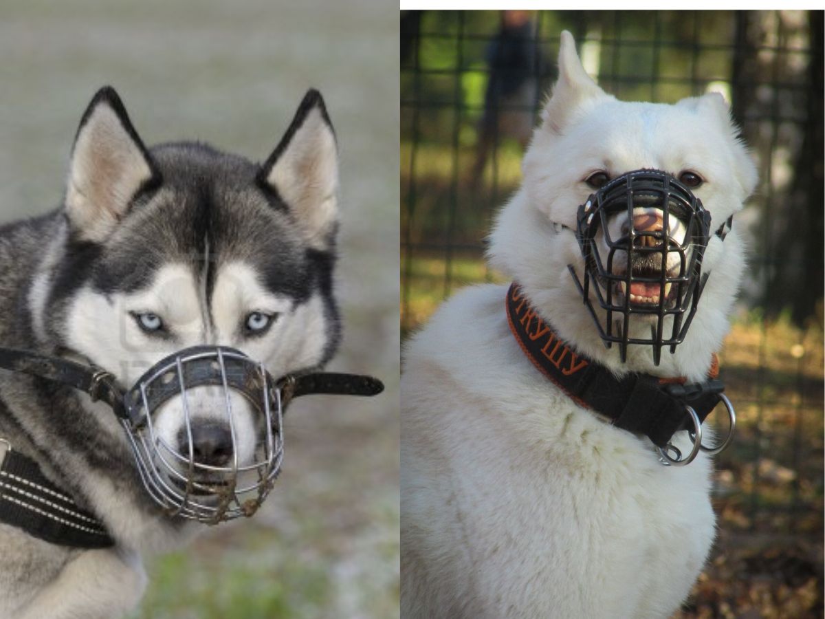 Muzzle only if necessary and safe