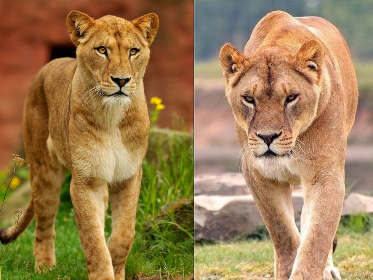 Female lions do most of the hunting