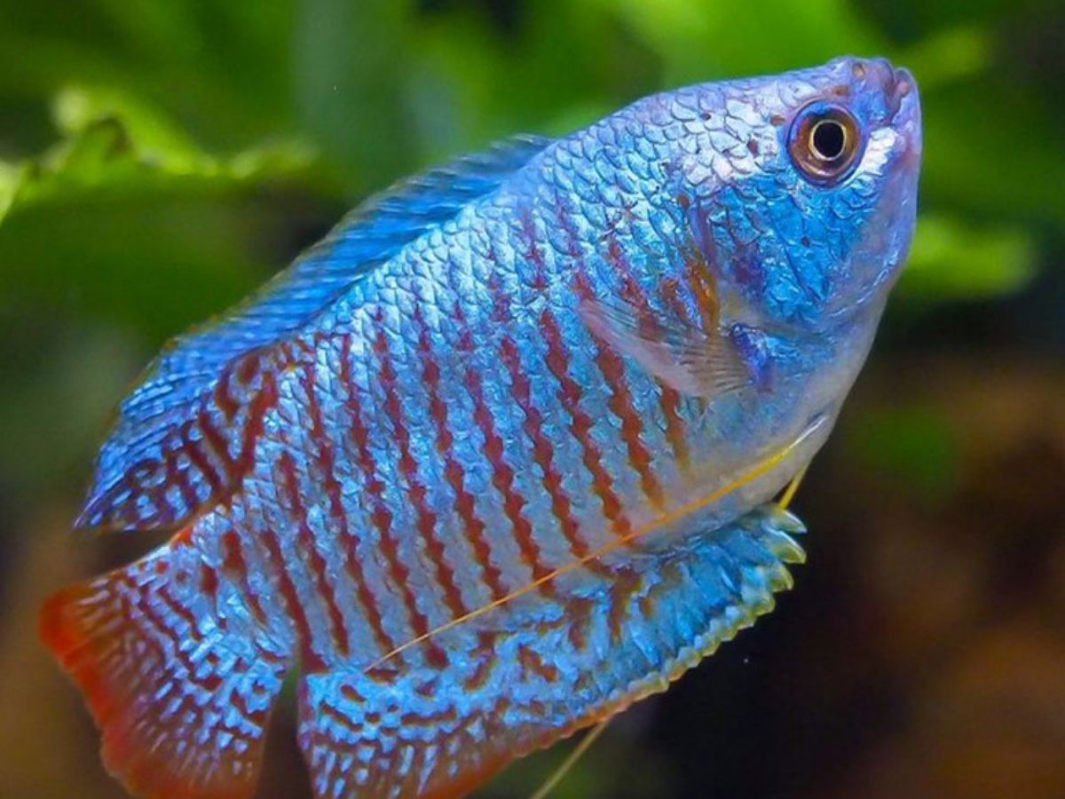 Dwarf Gourami