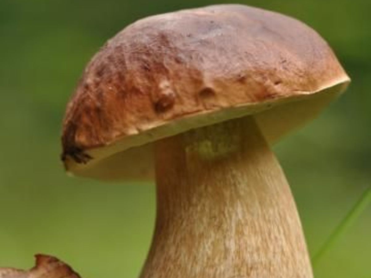 Mushrooms- Europe and Asia