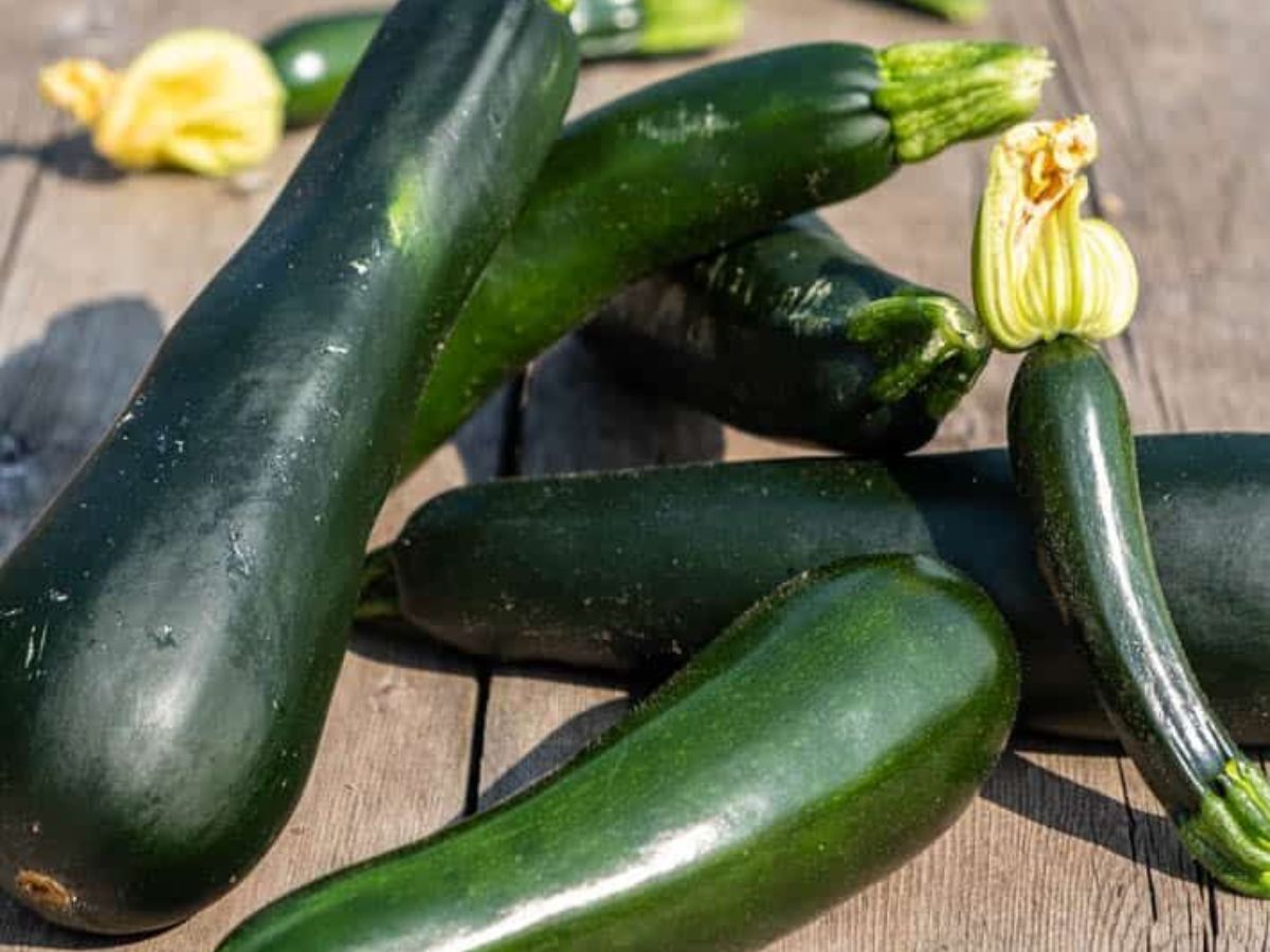 Zucchini- Mediterranean Region