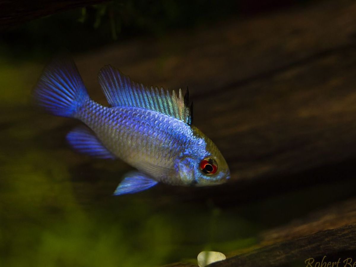 Electric Blue Ram