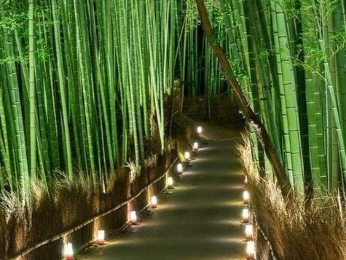 Arashiyama Bamboo Grove, Japan