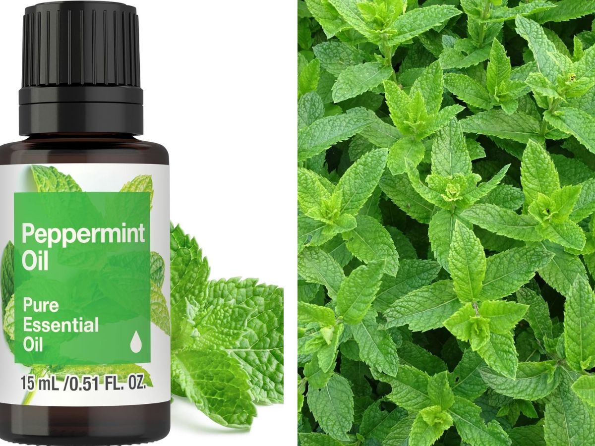 Peppermint oil spray