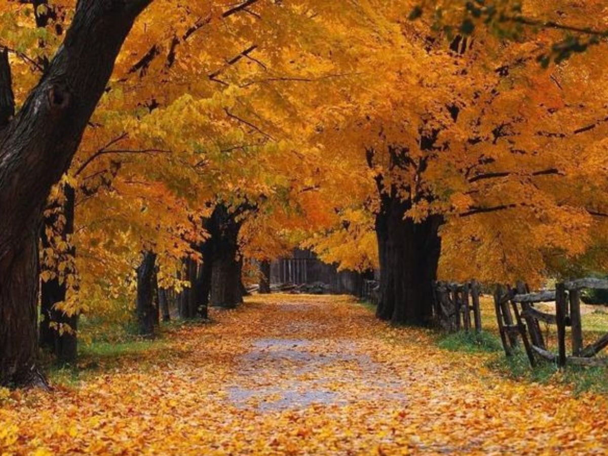 Faggeta Forest, Italy