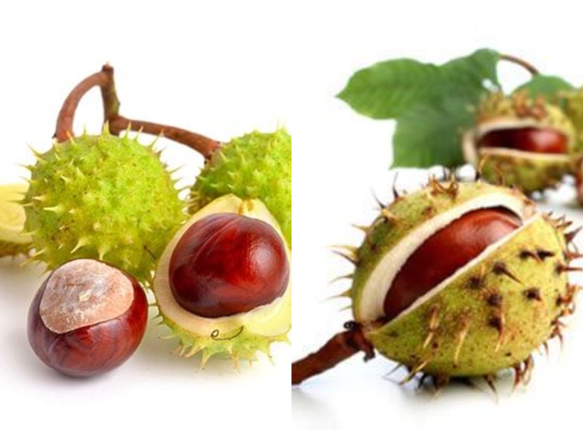 Use chestnuts or home chestnuts