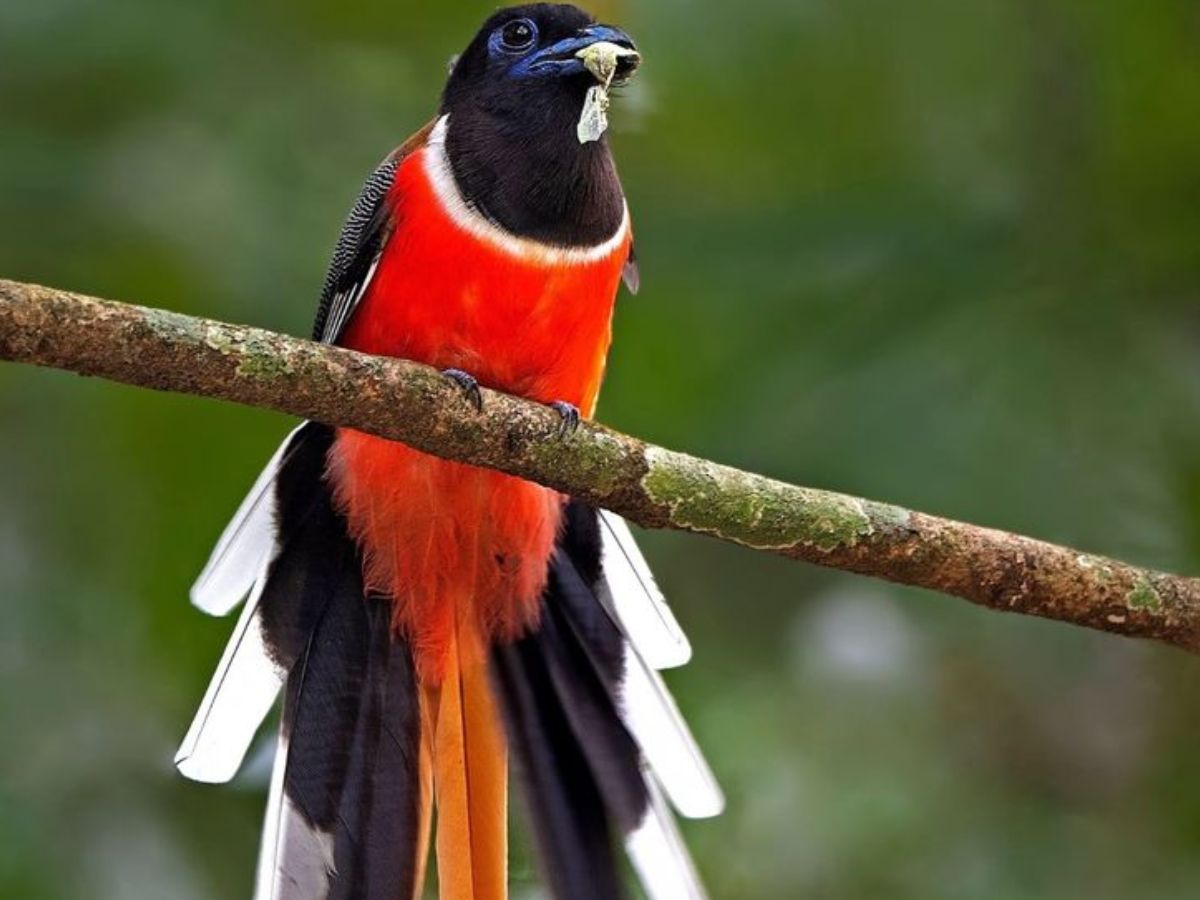 Malabar Trogon