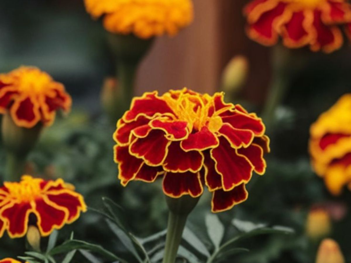 Marigolds