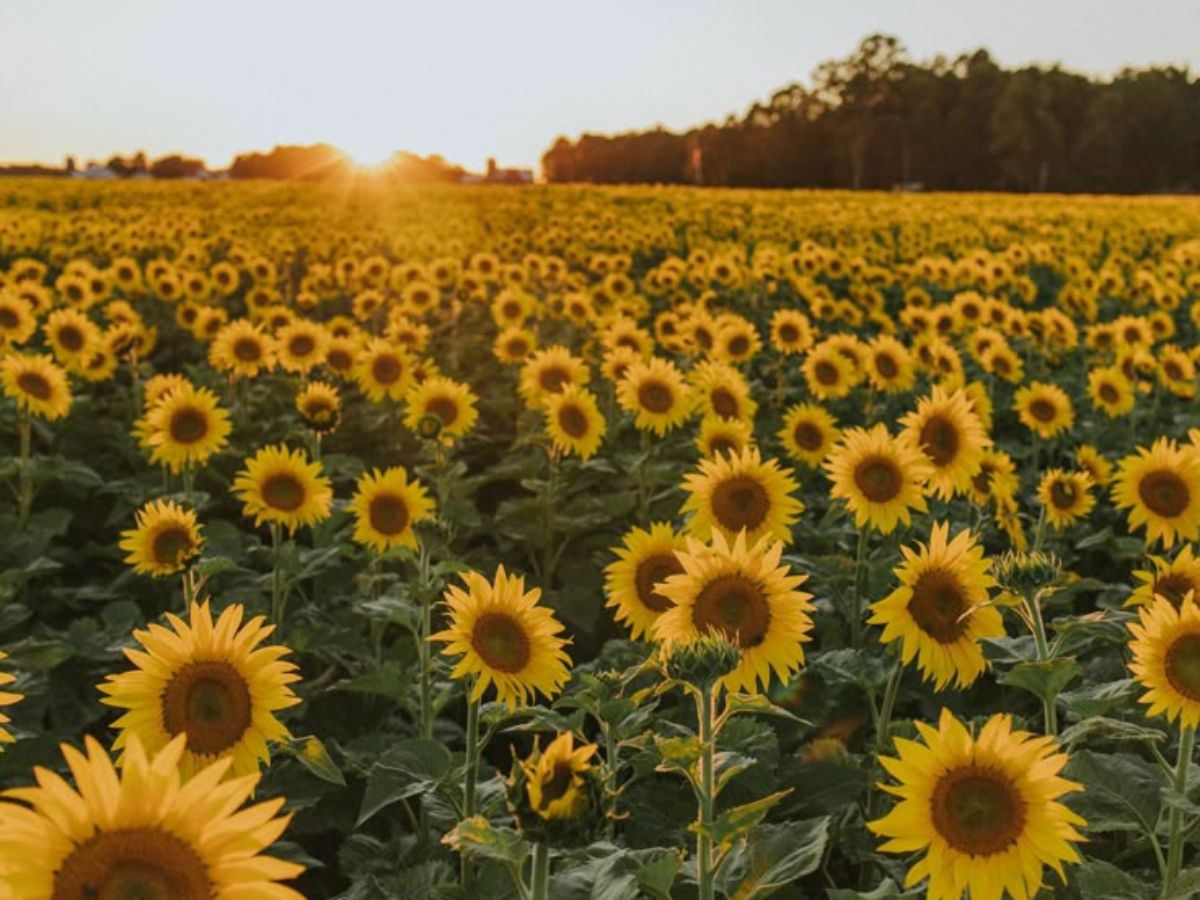 Sunflowers