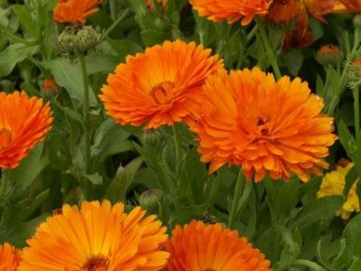 Calendula