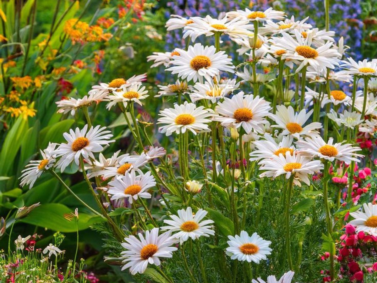 Shasta Daises and Perennials