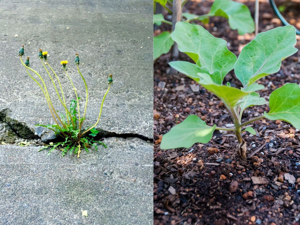 Planting in the wrong location