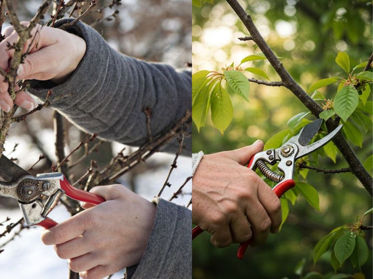 Neglecting proper pruning