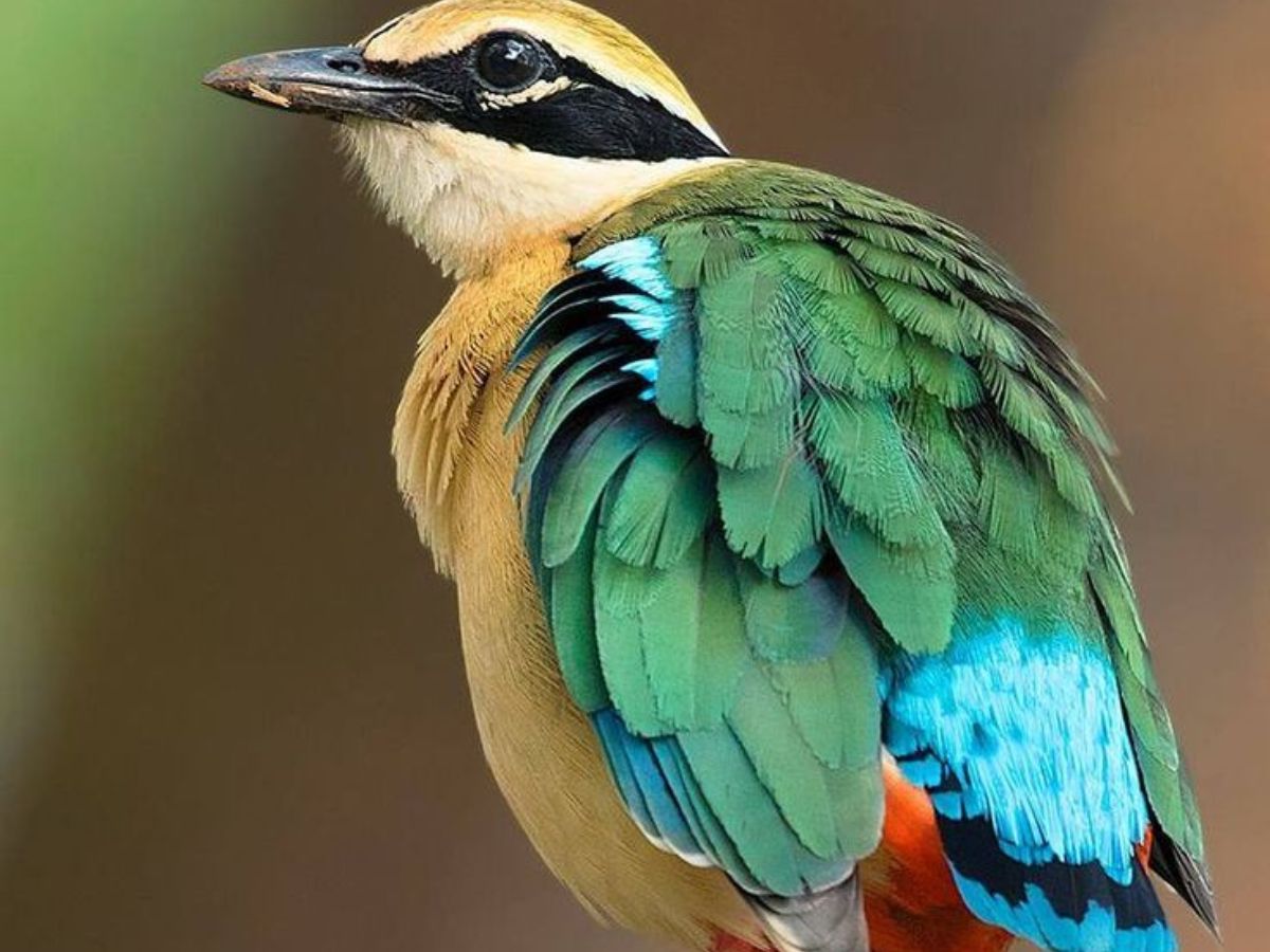Indian Pitta