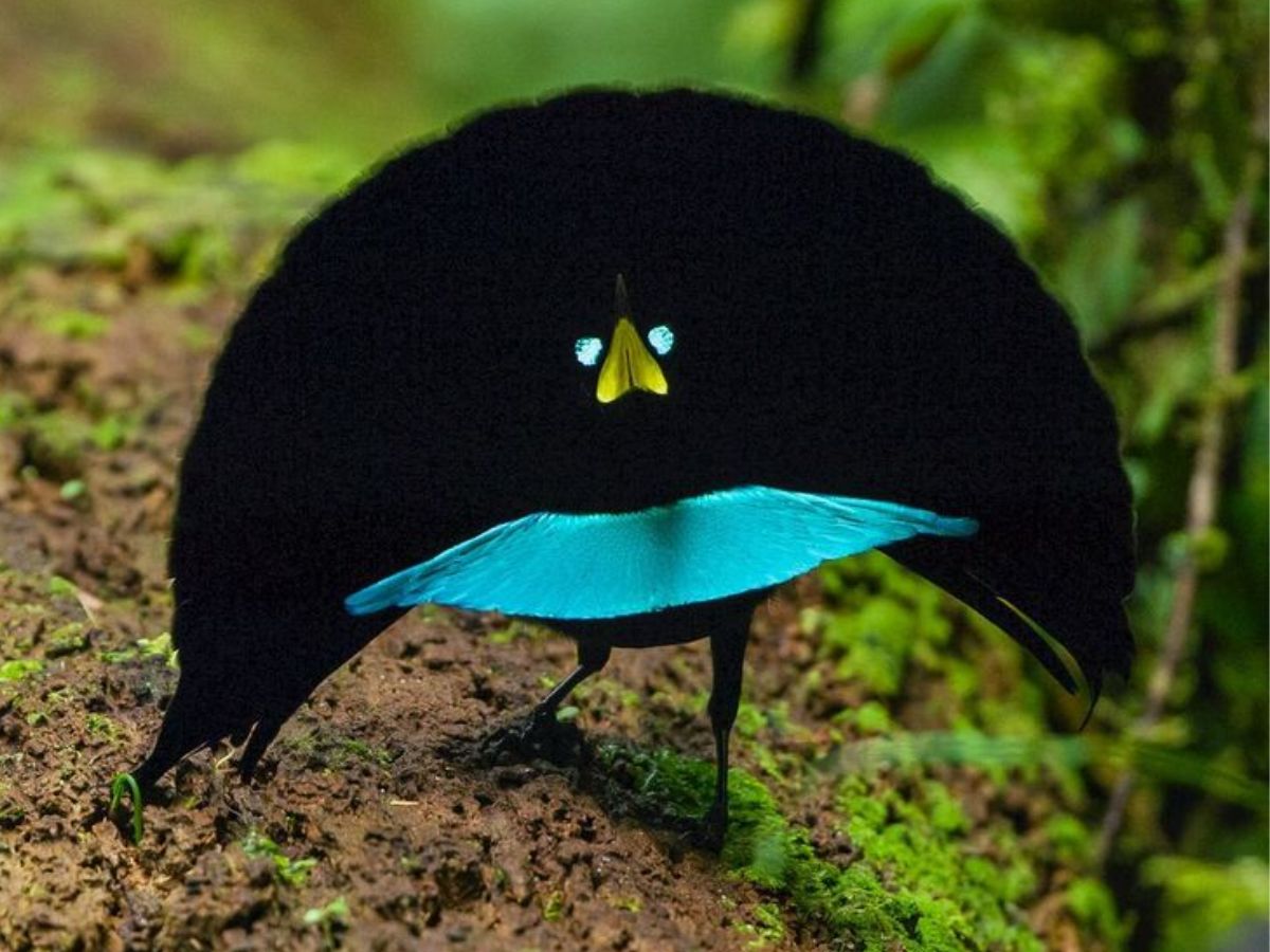 Superb Bird-of-Paradise