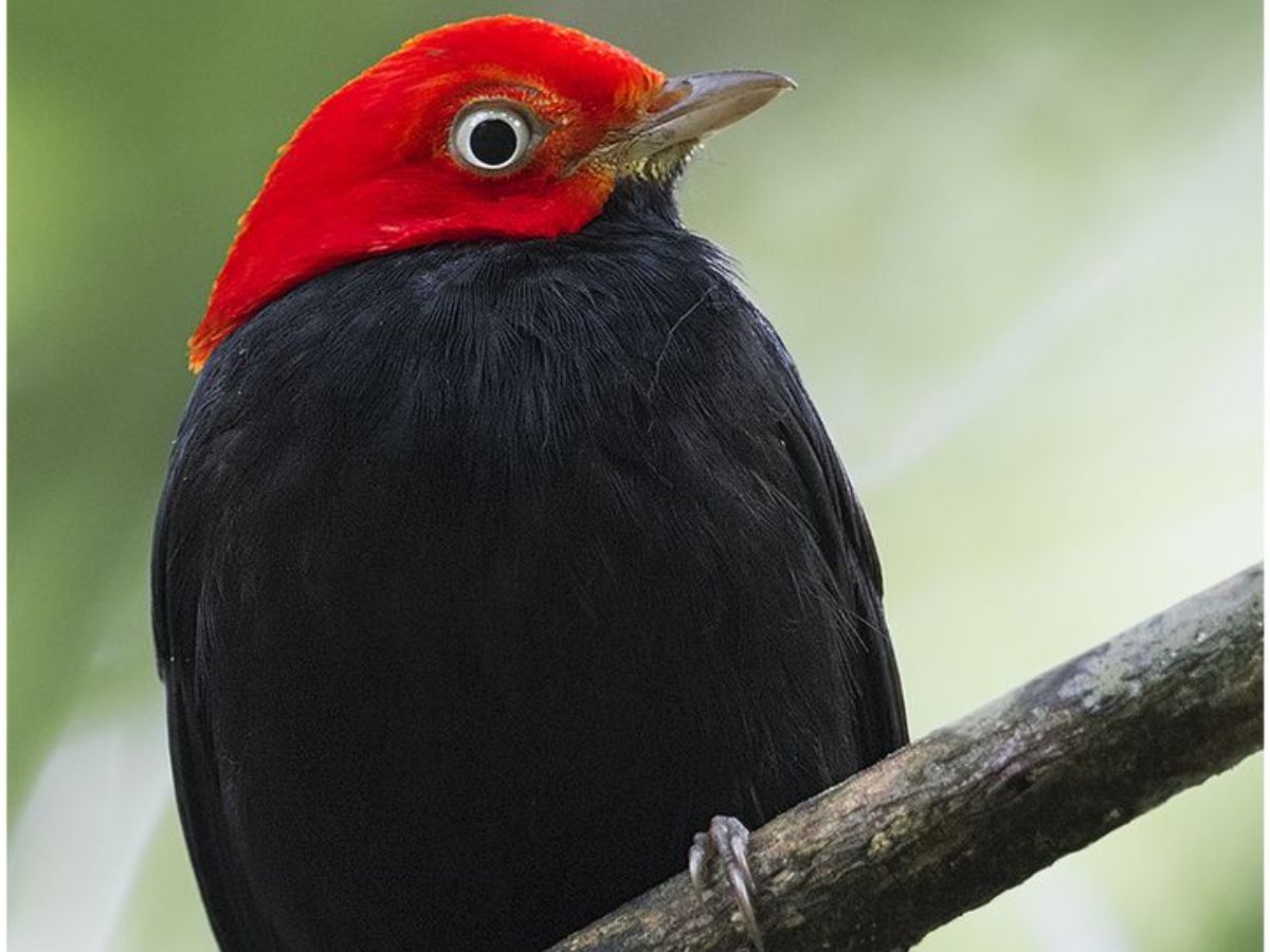Red-capped Manakin