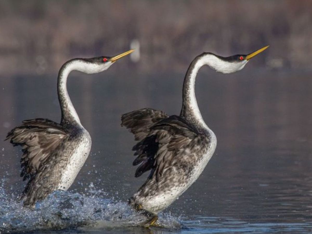 Western Grebe