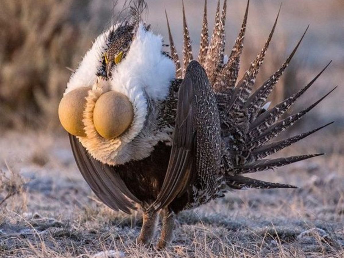 Greater Sage-Grouse