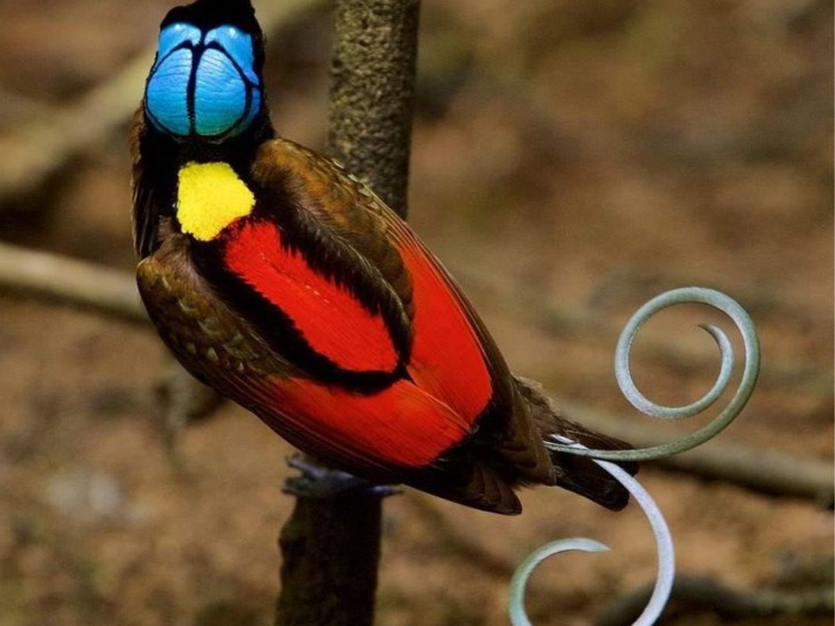 Wilson's Bird-of-Paradise