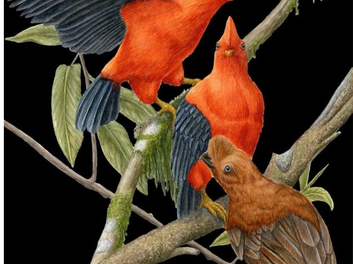 Andean Cock-of-the-rock