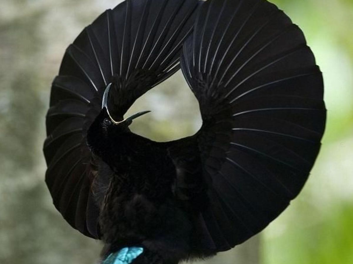 Magnificent Riflebird
