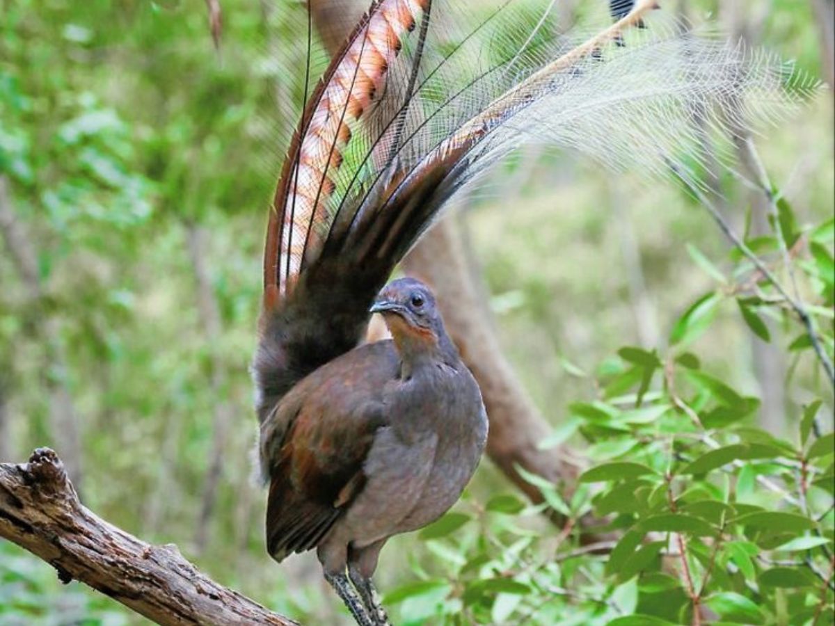Lyrebird