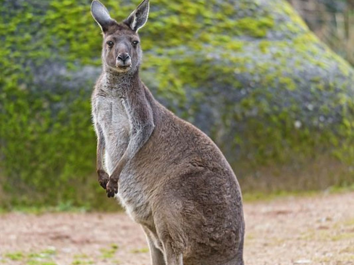 Grey kangaroo