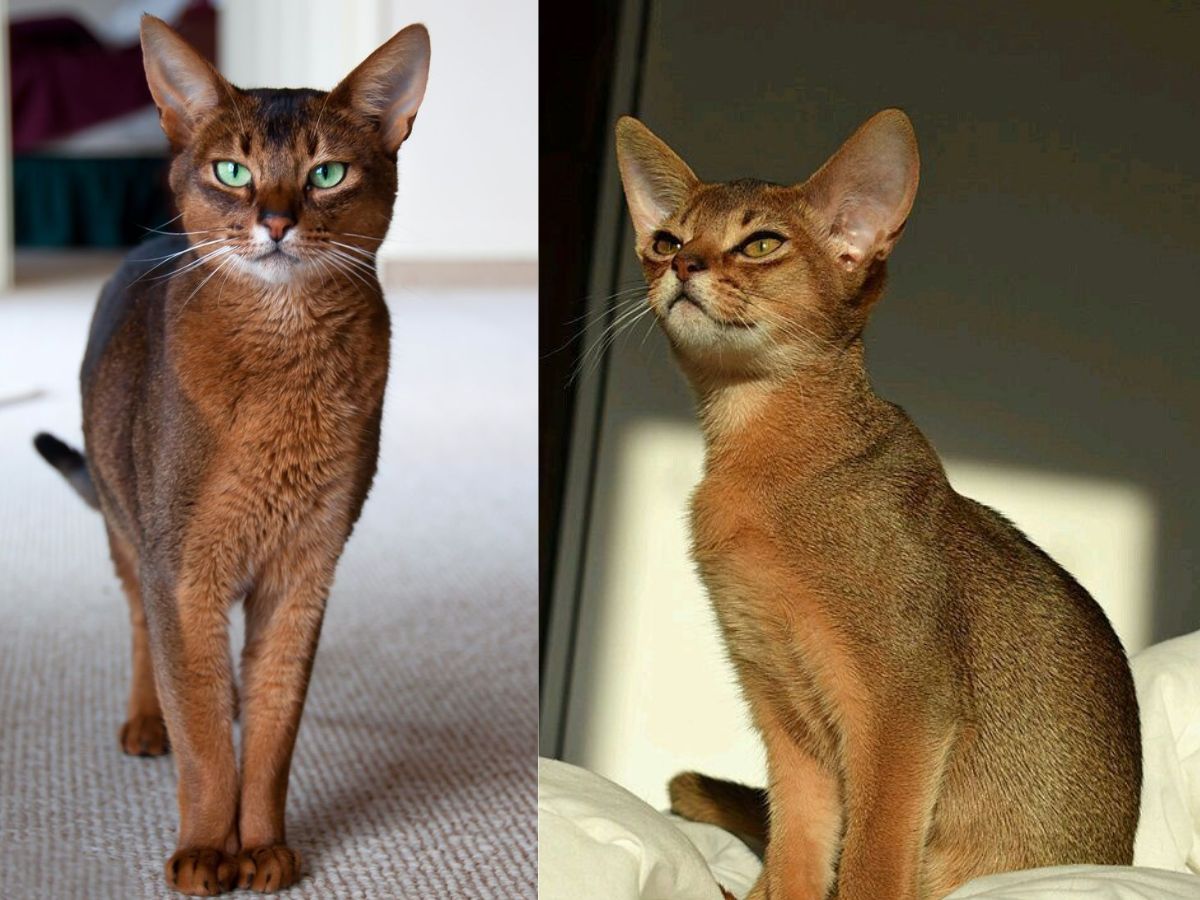 Abyssinian