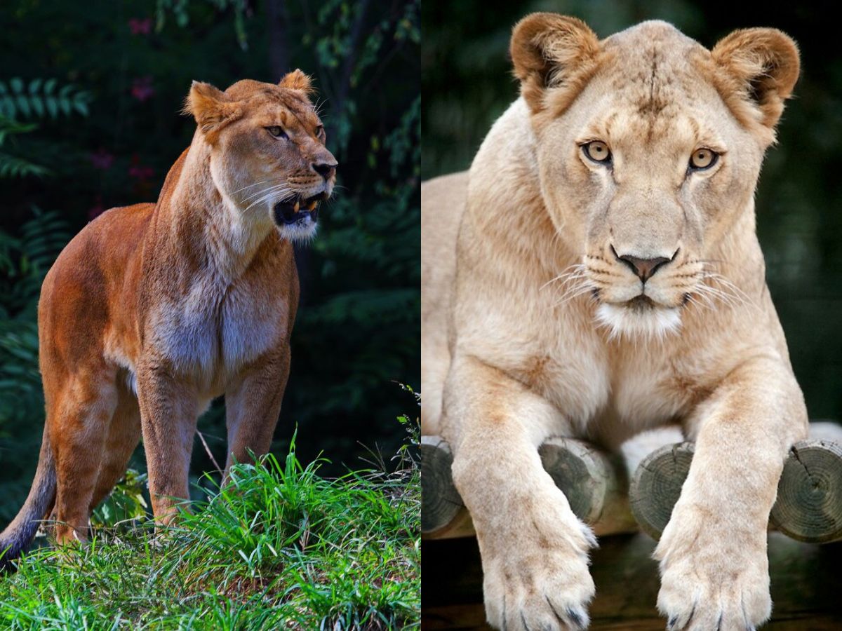 A lion's roar can be heard from 8 kilometers away