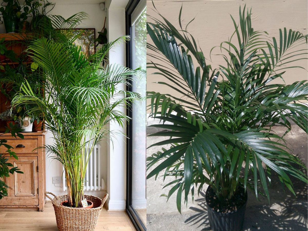 Areca Palm