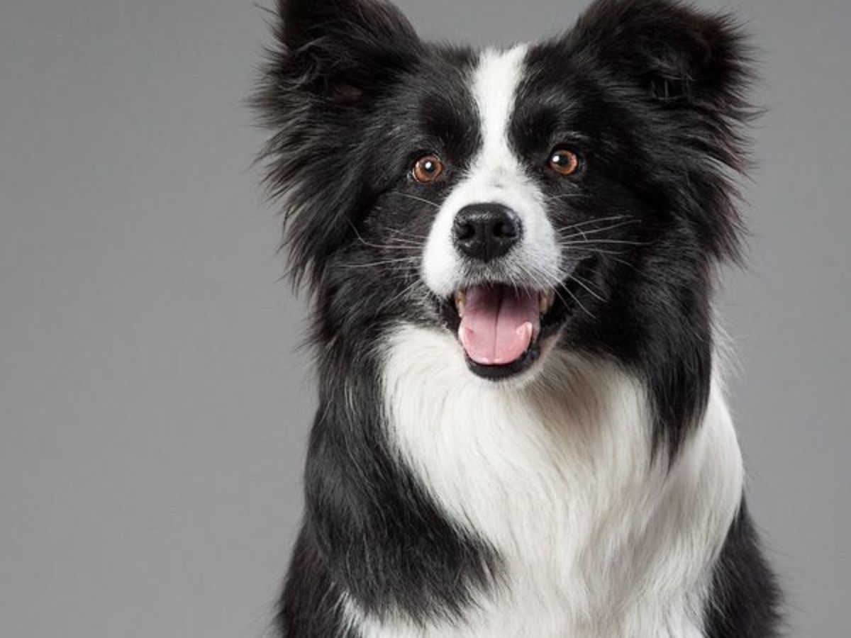Border collie