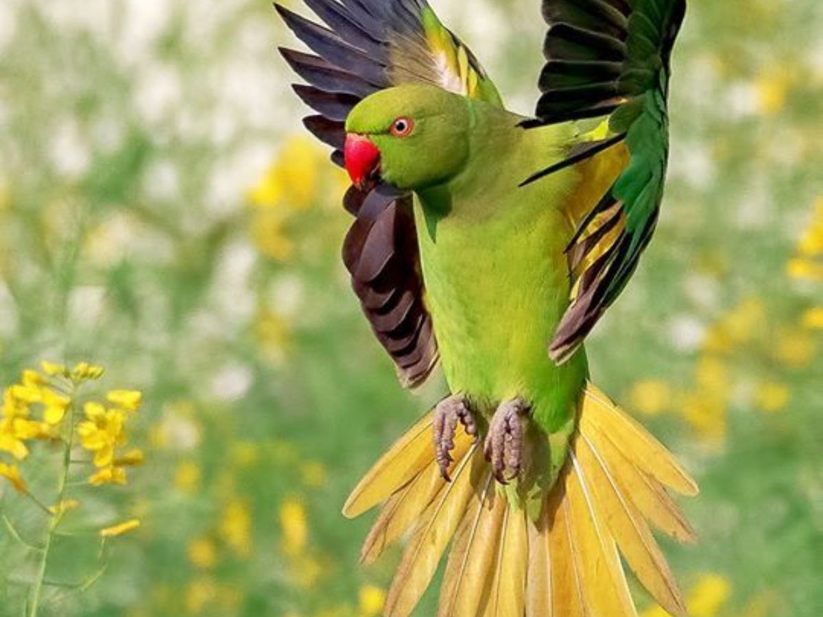 Rose-ringed Parakeet