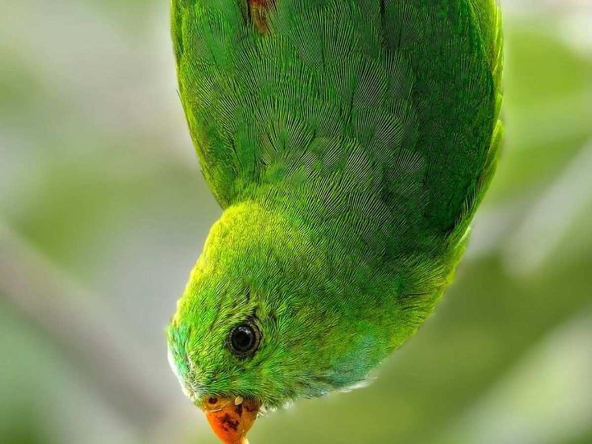 Vernal Hanging Parrot