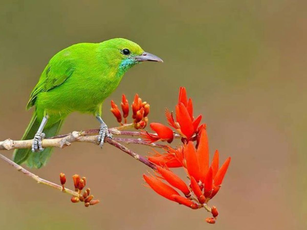 Jerdon's Leafbird
