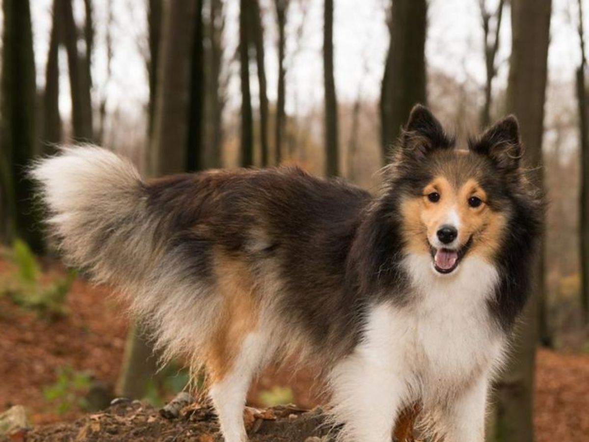 Shetland Sheepdog
