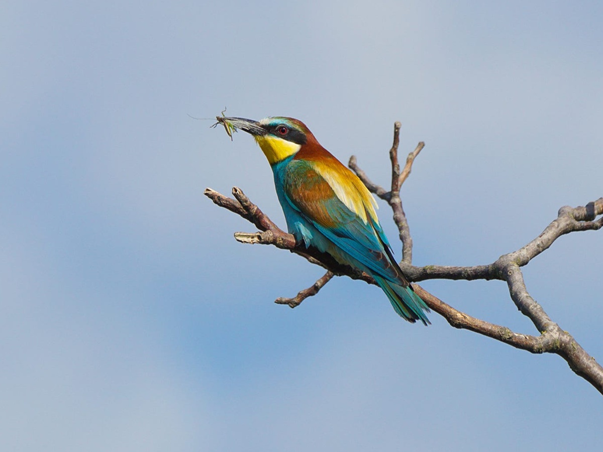 European Bee-eater in flight with colorful feathers and an insect in its beak