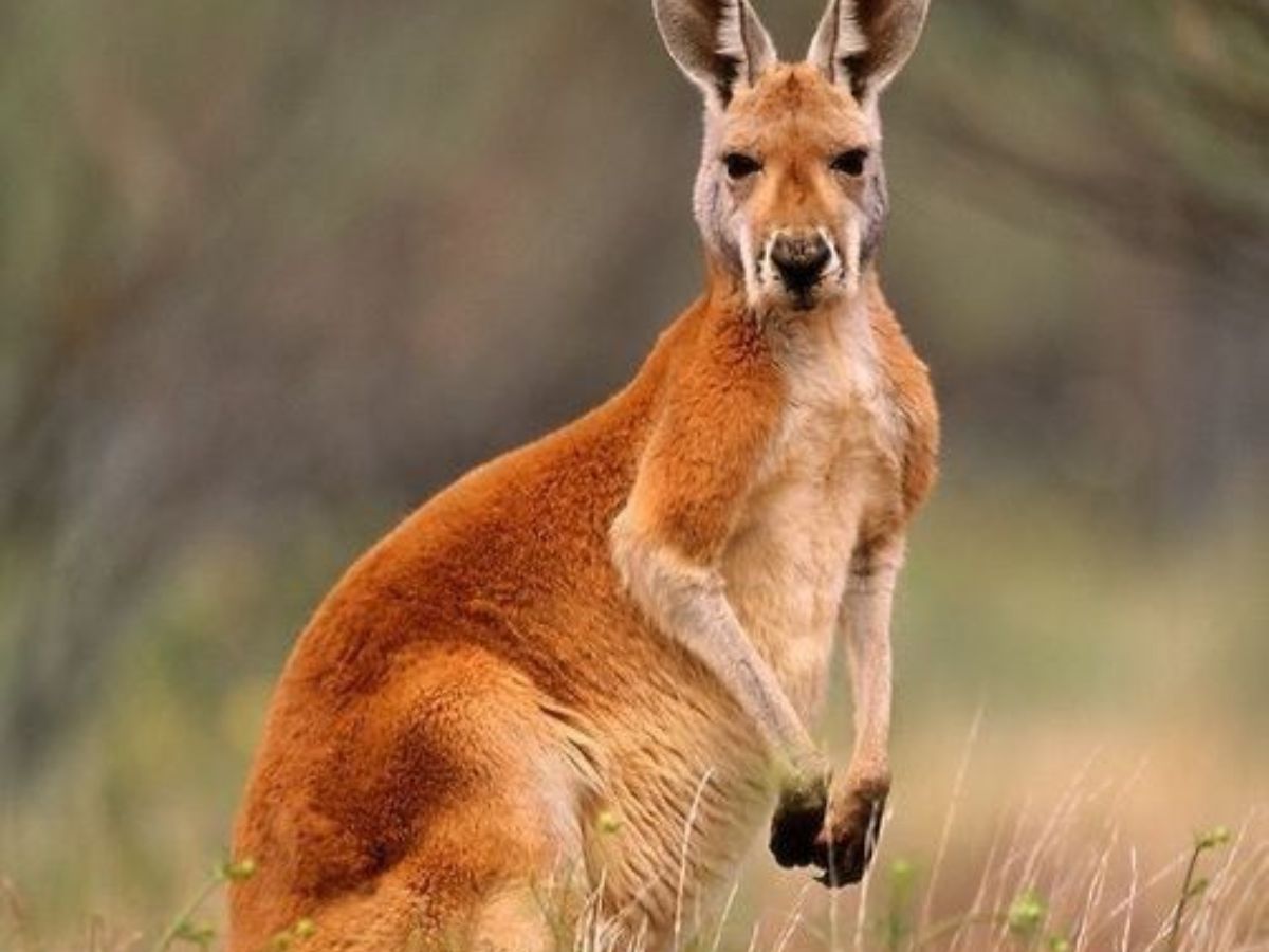 Australia - Red Kangaroo