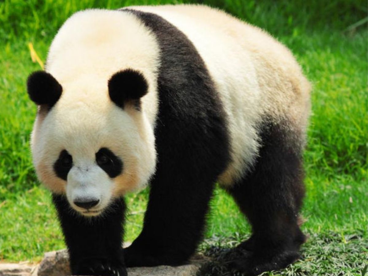 China- Giant Panda