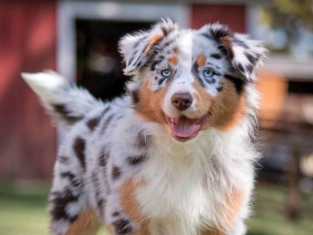 Australian shepherd