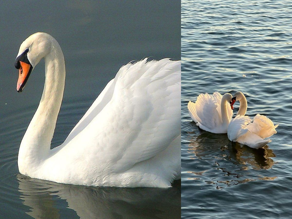 Swan- Graceful yet Aggressive